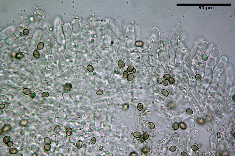 Crepidotus_autochthonus_4441_27.jpg