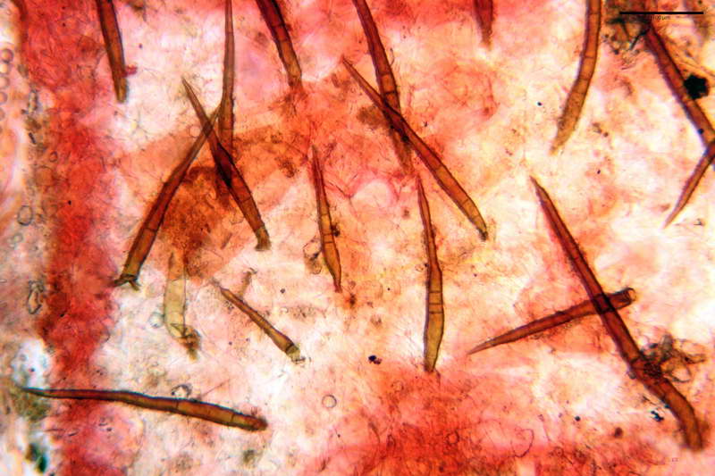 scutellinia_trechispora_4446_10.JPG