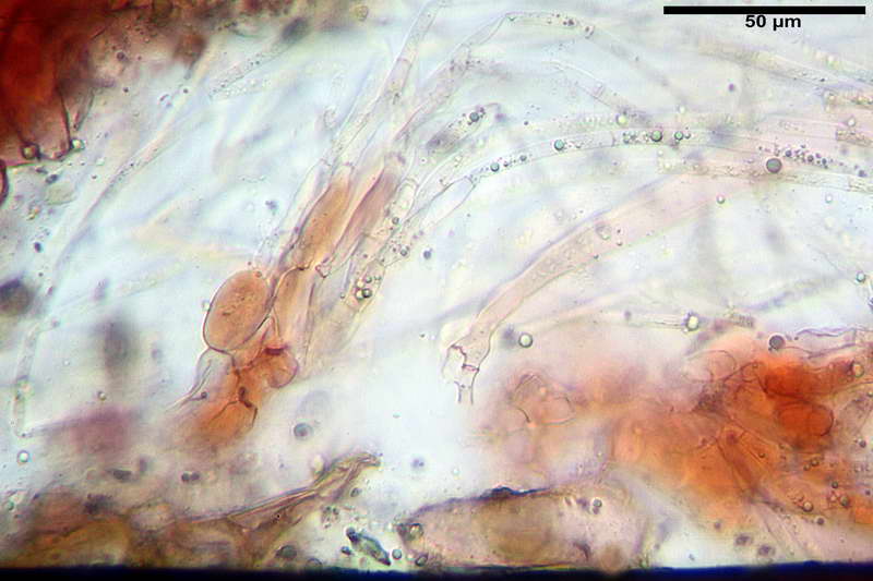 scutellinia_trechispora_4446_24.JPG