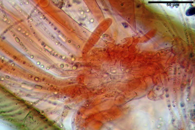 scutellinia_trechispora_4446_25.JPG