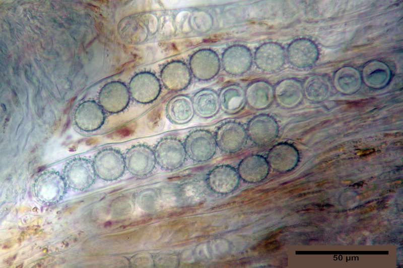 scutellinia_trechispora_4446_28.JPG
