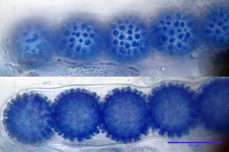 scutellinia_trechispora_4446_38.jpg
