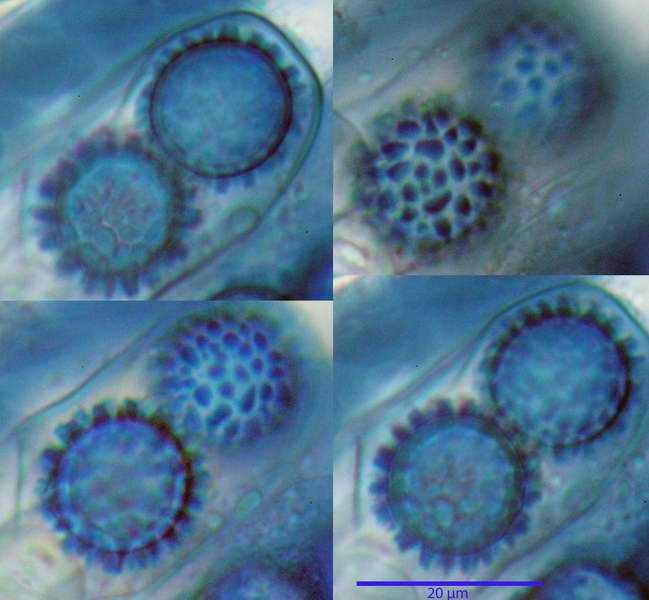 scutellinia_trechispora_4446_47.jpg