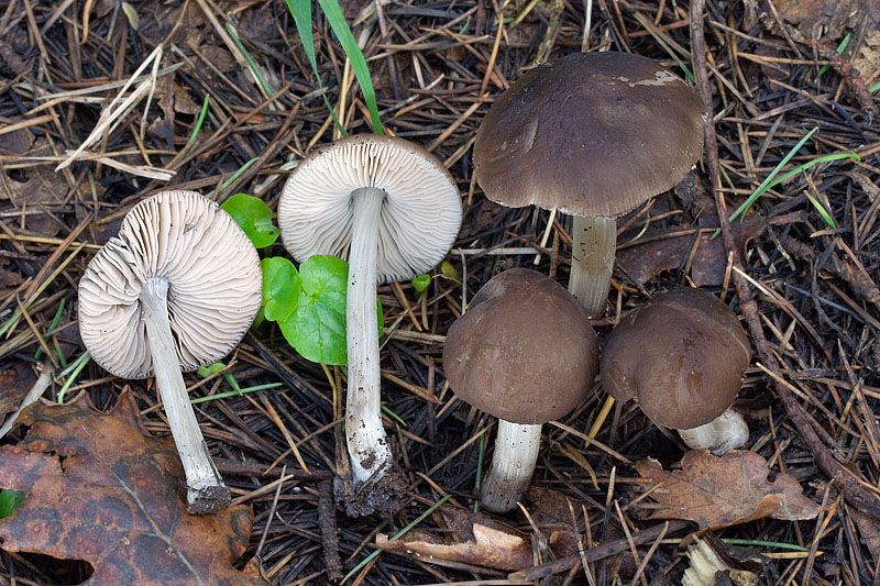 Pluteus_griseopus_4449_01.jpg