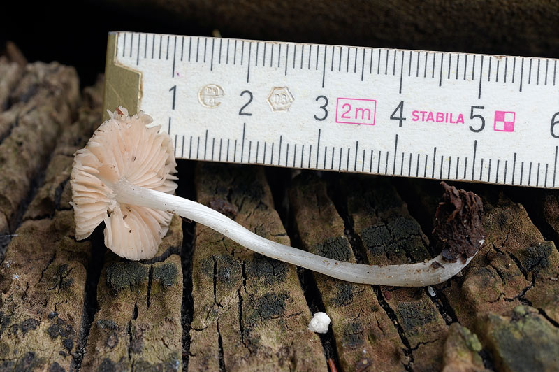 pluteus_exiguus_4461_01.jpg