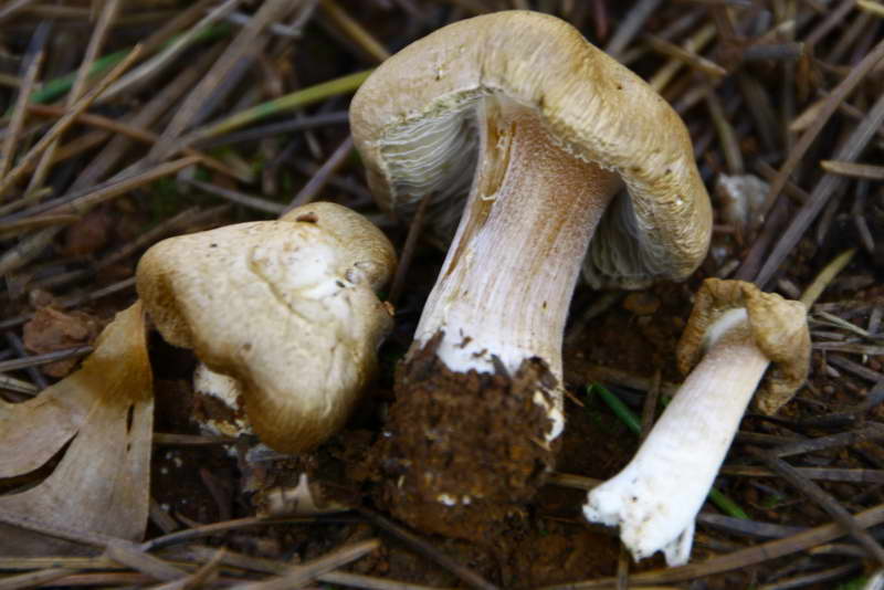 Inocybe_inodora_4467_01.jpg