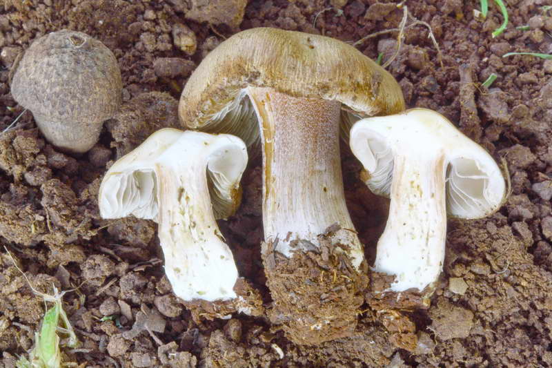 Inocybe_inohghgdora_4467_02.JPG