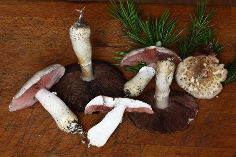 agaricus_bresadolanus_4473_220.jpg