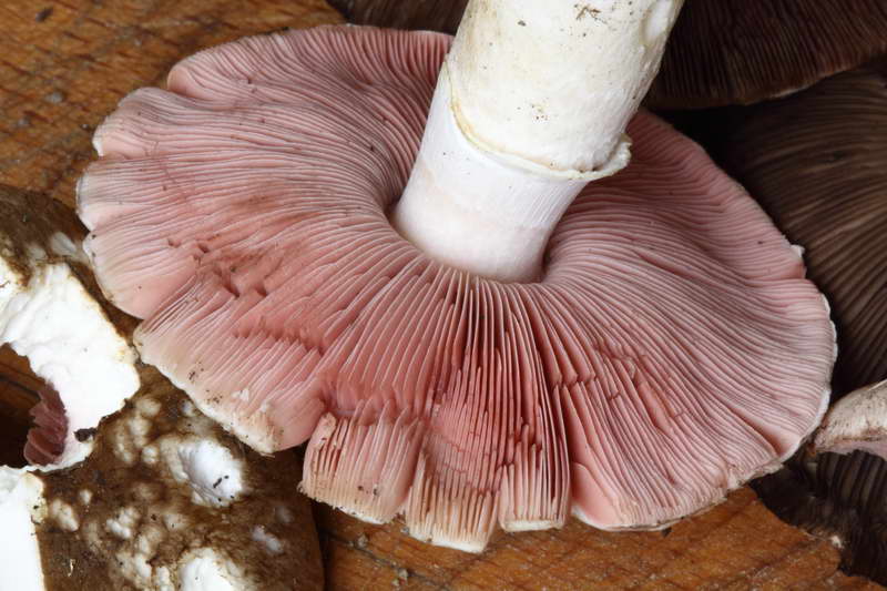 agaricus_bresadolanus_4473_225.jpg