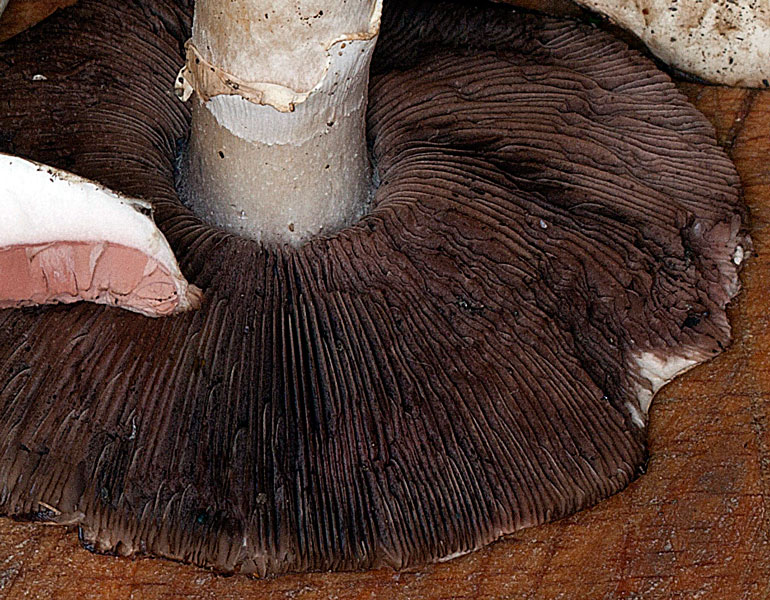 agaricus_bresadolanus_4473_221.jpg