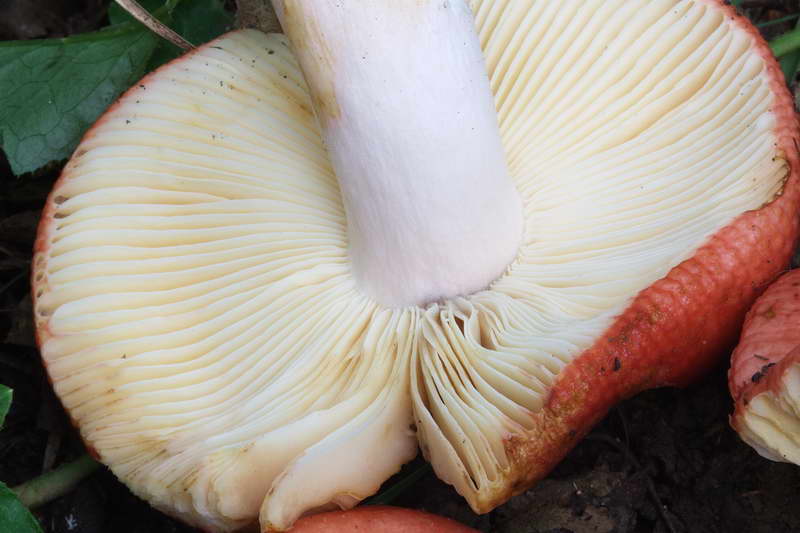 russula_01.jpg