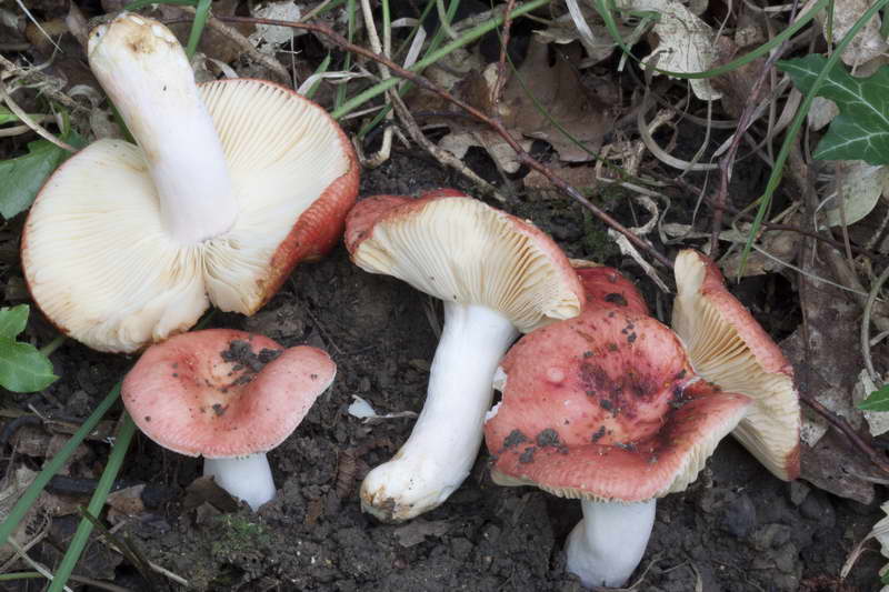 russula_02.jpg