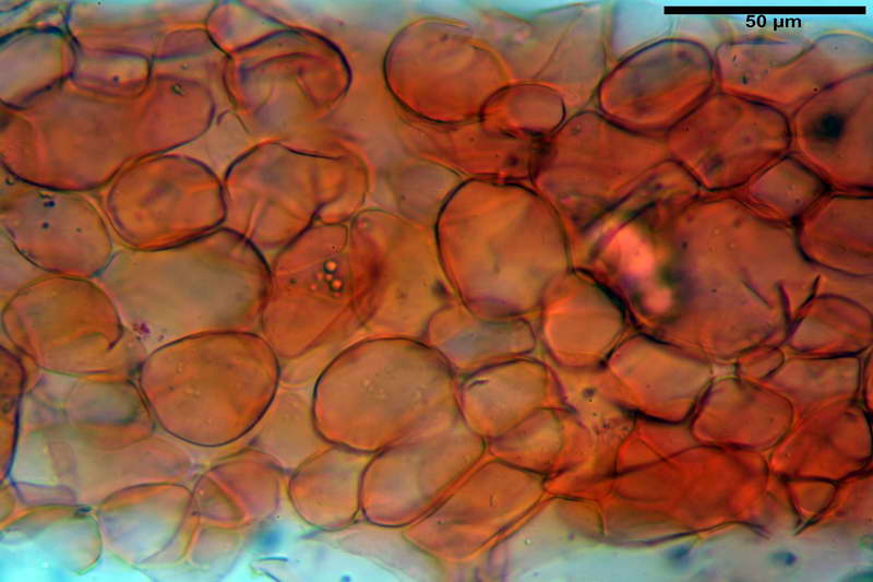 leucotephra_08.jpg