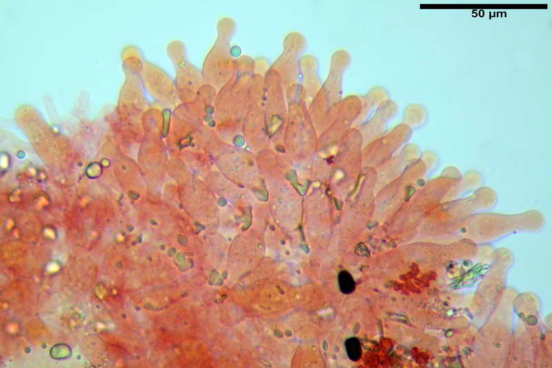 leucotephra_15.jpg