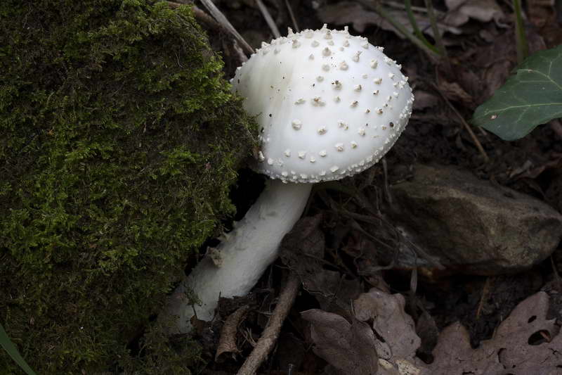 amanita_echinocephala_4476_01.jpg