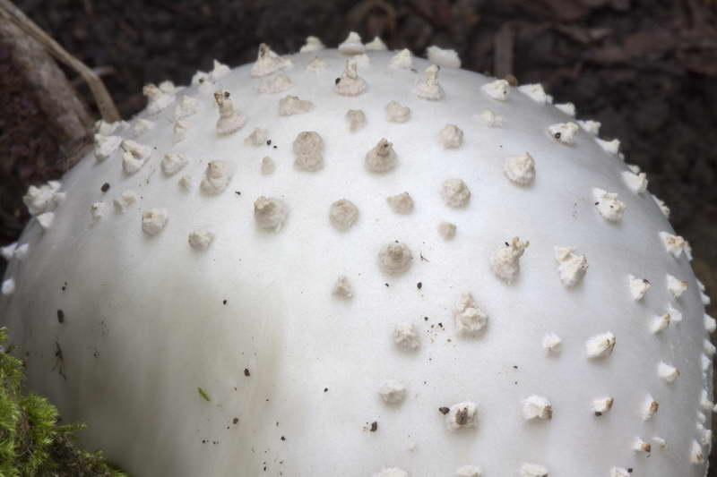 amanita_01.jpg