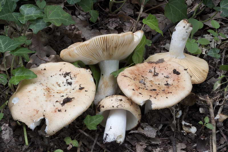 russula_maculata_4482_01.jpg