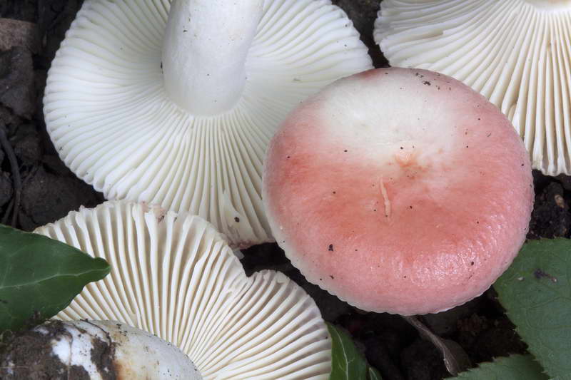 russula_02.jpg