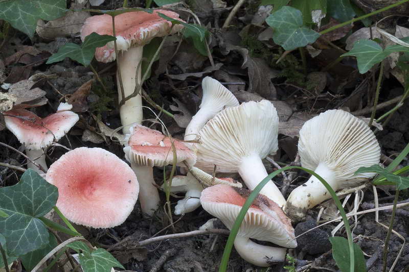 russula_03.jpg