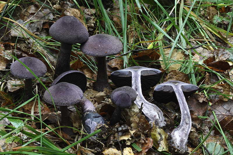 Cortinarius_violaceus_02.jpg