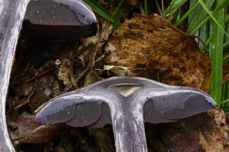 Cortinarius_violaceus_03.jpg