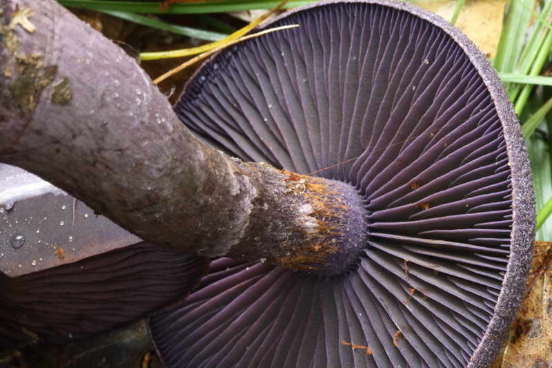 Cortinarius_violaceus_04.jpg