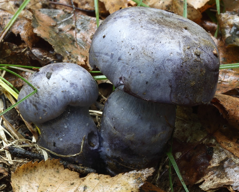 cortinarius_pseudocyanites_4492_03_1_1.jpg