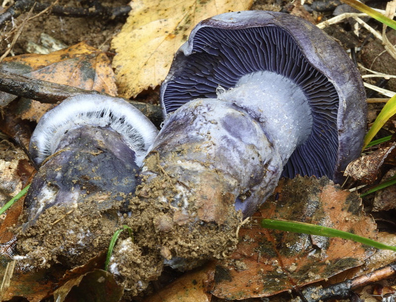 cortinarius_pseudocyanites_4492_02_1_1.jpg