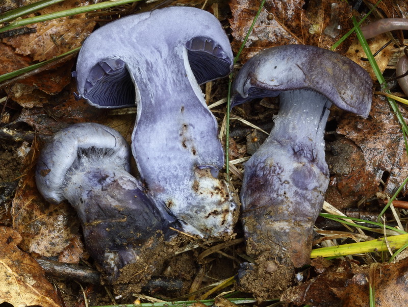 cortinarius_pseudocyanites_4492_04_1_1.jpg