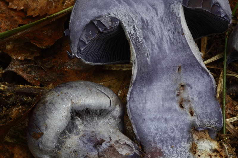 cortinarius_pseudocyanites_4492_06_2.jpg