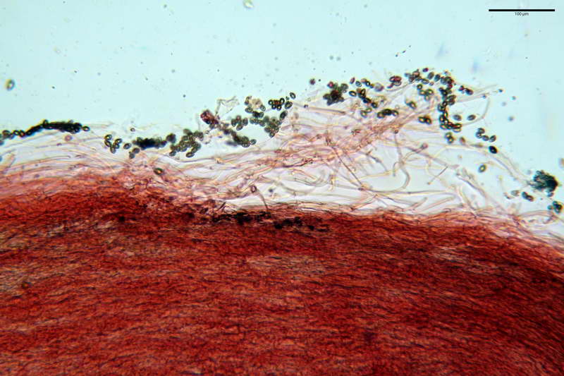 hebeloma1830_resize.jpg