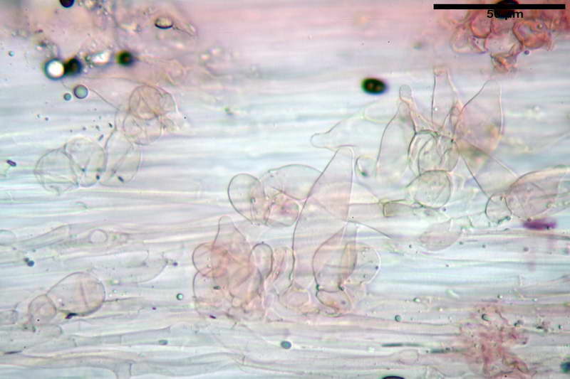 Psathyrella_43_resize.jpg