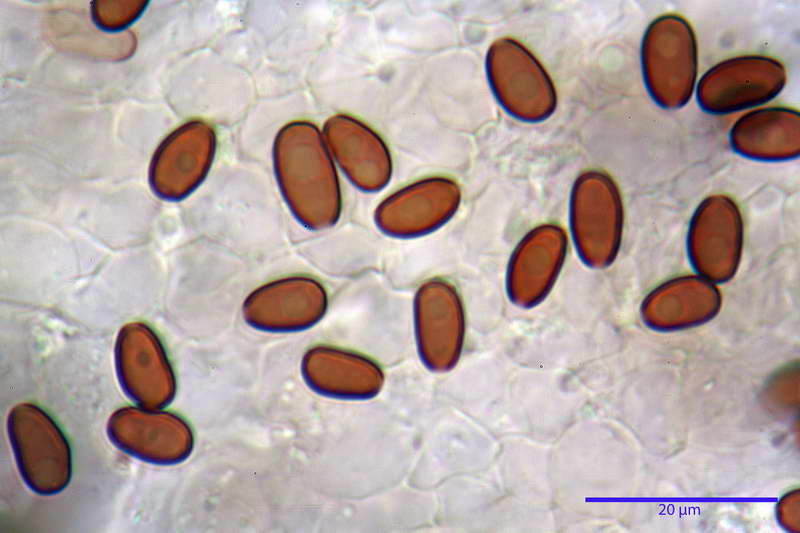 Psathyrella_36_resize.jpg