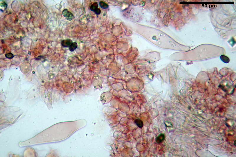 Psathyrella_15.jpg