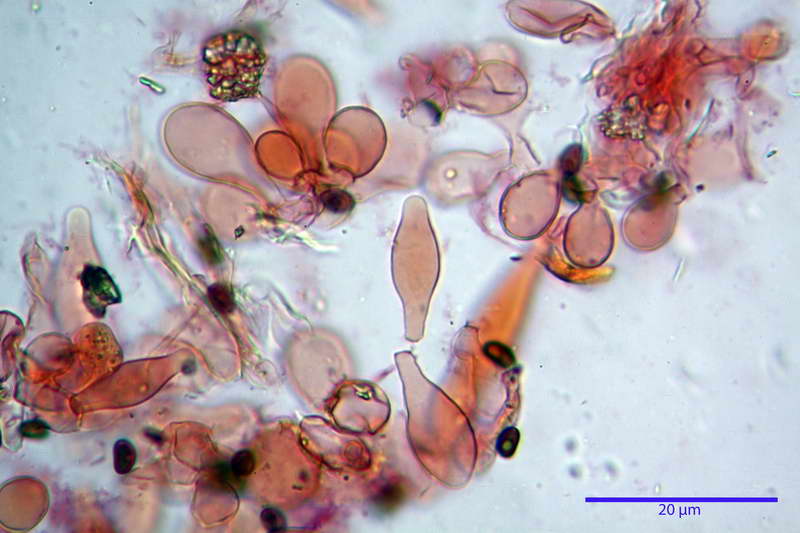 Psathyrella_08.jpg