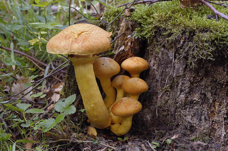 gymnopilus_spectabilis_4533_01.jpg