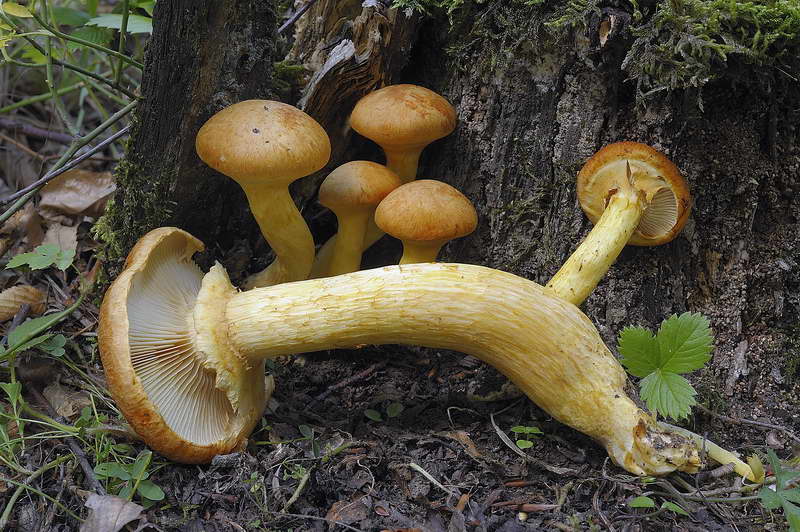 gymnopilus_spectabilis_4533_02.jpg