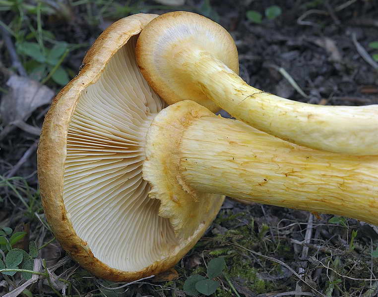 gymnopilus_spectabilis_4533_03.jpg