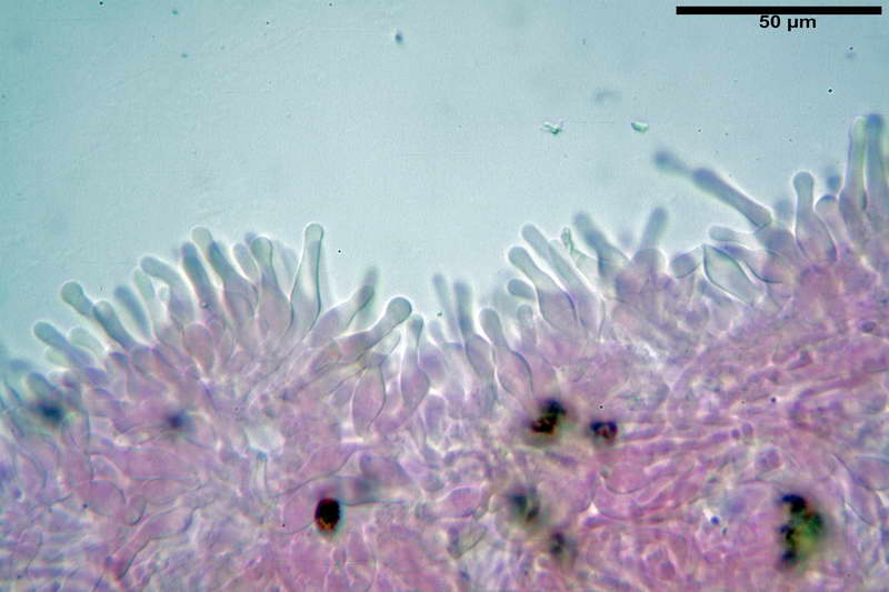 gymnopilus_12.jpg
