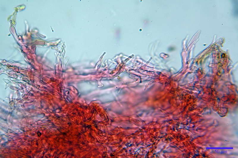 gymnopilus_33.jpg