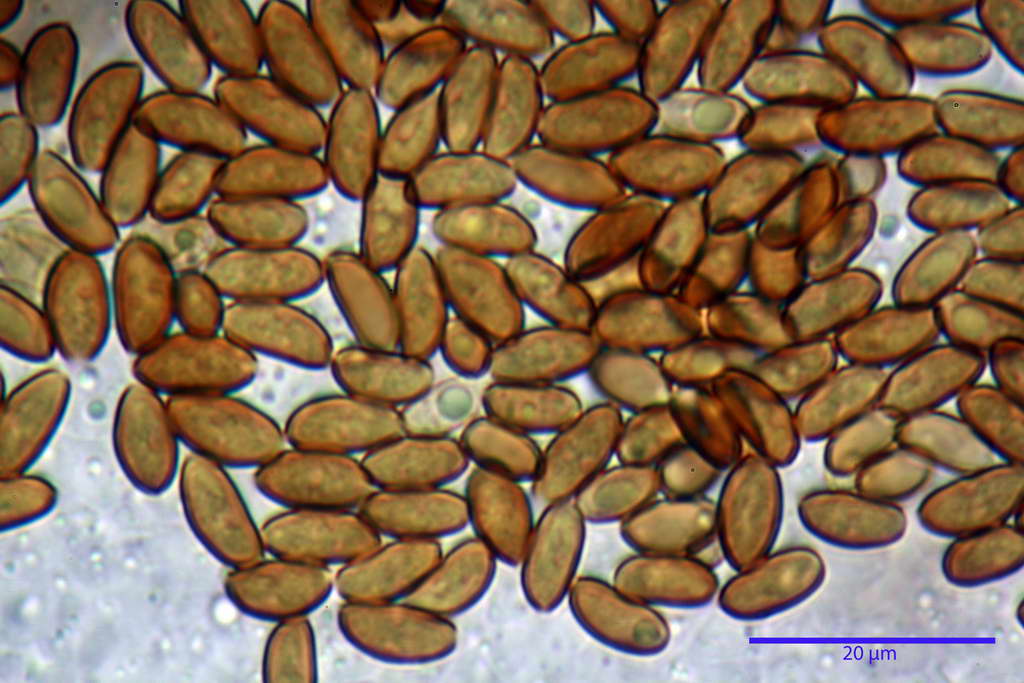 bolbitius_reticulatus_var_pluteoides_4555_49.jpg