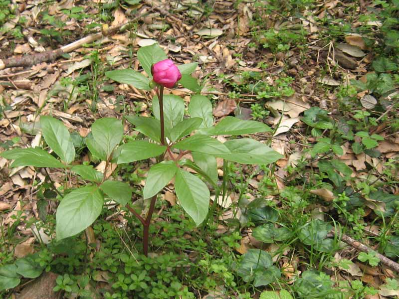 paeonia morisii (6)w.jpg