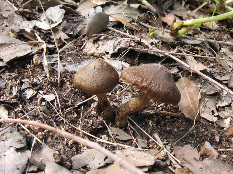 inocybe_004w.jpg