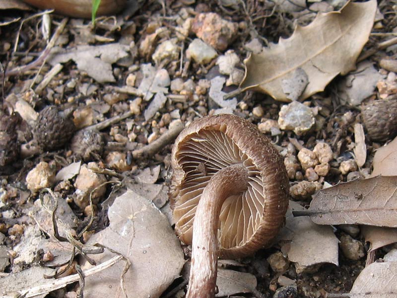 inocybe_002w.jpg