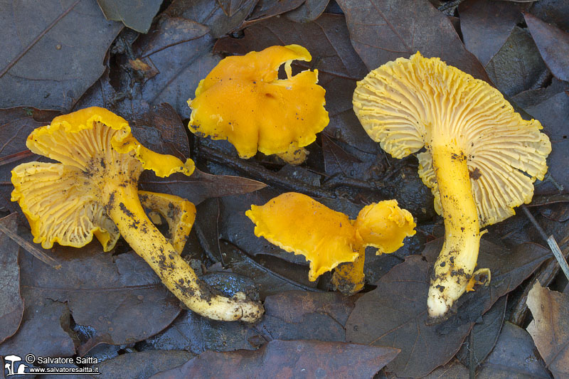 cantharellus.jpg