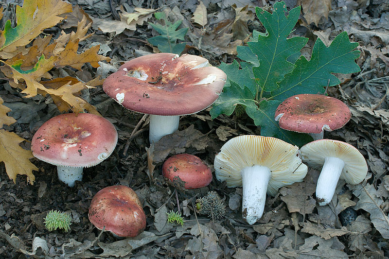 russuladecipiens.jpg