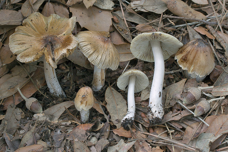 inocybe.jpg