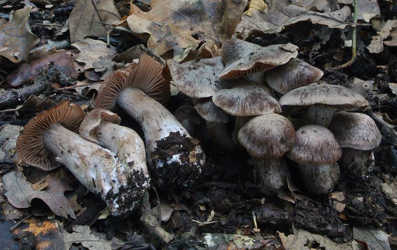 Cortinarius_chevassutii_02.jpg