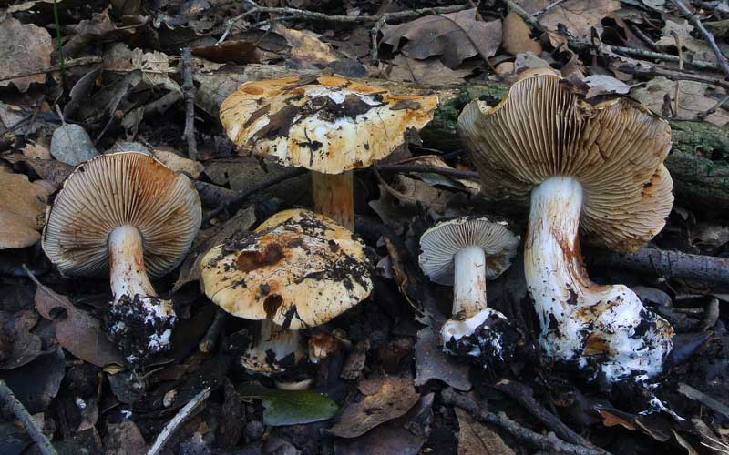 Cortinarius_rapaceotomentosum.jpg