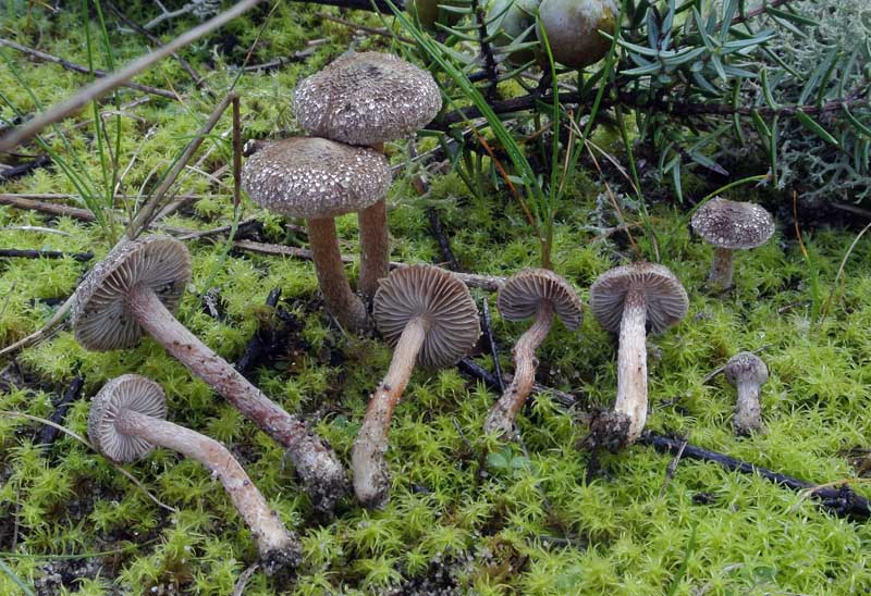 Inocybe_rufoloides.jpg